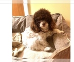 Small Photo #3 Poodle (Toy) Puppy For Sale in RICHMOND, IL, USA