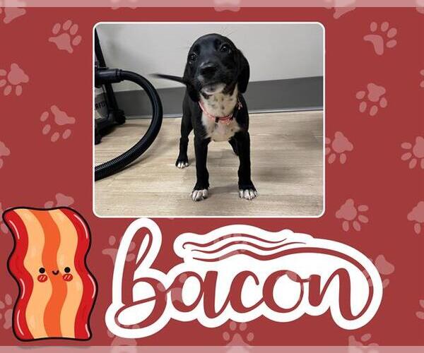 Medium Photo #1 Labrador Retriever-Unknown Mix Puppy For Sale in Pearland, TX, USA