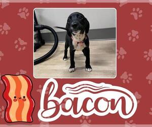 Labrador Retriever-Unknown Mix Dogs for adoption in Pearland, TX, USA