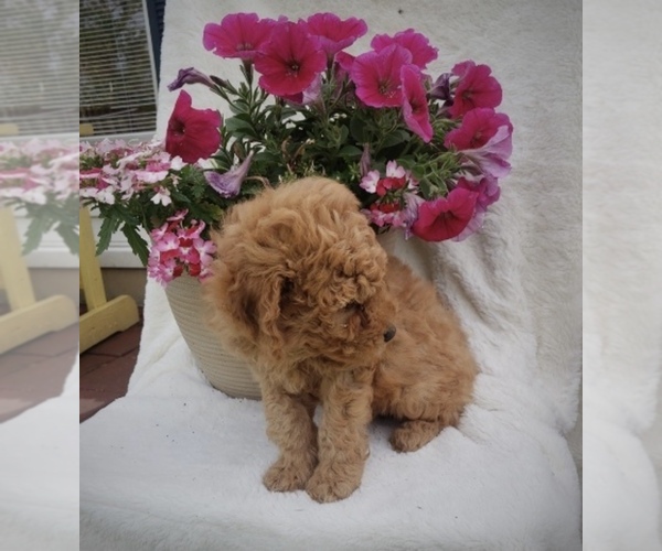 Medium Photo #2 Goldendoodle-Poodle (Miniature) Mix Puppy For Sale in NORTH VERNON, IN, USA