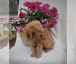 Small Photo #2 Goldendoodle-Poodle (Miniature) Mix Puppy For Sale in NORTH VERNON, IN, USA