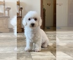 Small Bichon Frise