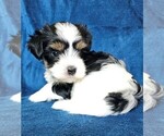 Small #26 Morkie