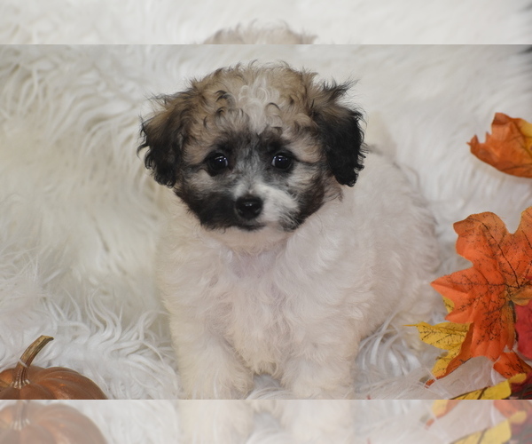 Medium Photo #2 Poochon Puppy For Sale in ELDORADO, OH, USA