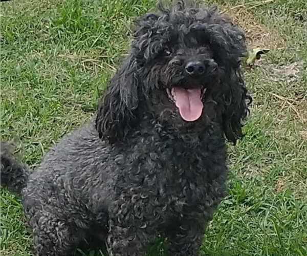 Medium Photo #1 ShihPoo Puppy For Sale in MOUNT OLIVE, NC, USA