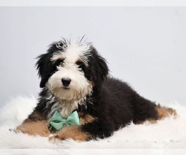 Medium Photo #3 Bernedoodle (Miniature) Puppy For Sale in LIVINGSTON, WI, USA