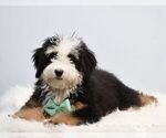 Small #2 Bernedoodle (Miniature)