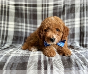 Goldendoodle (Miniature) Puppy for sale in LAKELAND, FL, USA