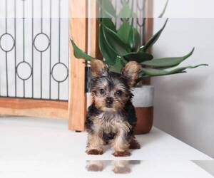 Medium Yorkshire Terrier