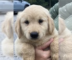 Puppy Zed Golden Retriever