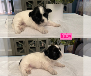 Shih Tzu Puppy for sale in EXETER, CA, USA