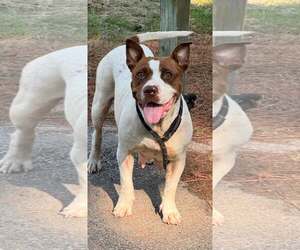 American Pit Bull Terrier-Unknown Mix Dogs for adoption in Shillington, PA, USA