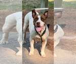 Small American Pit Bull Terrier Mix