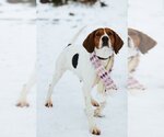 Small #3 Treeing Walker Coonhound