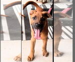 Small #7 Labrador Retriever Mix