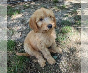 Goldendoodle Puppy for sale in NEW HOLLAND, PA, USA