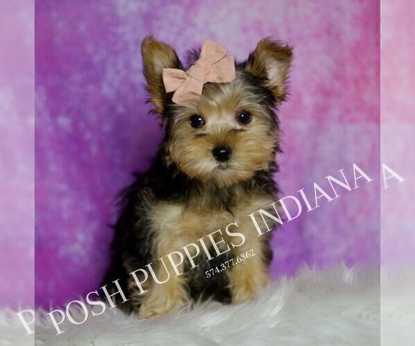 Medium Photo #2 Yorkshire Terrier Puppy For Sale in WARSAW, IN, USA