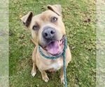 Small #2 American Pit Bull Terrier