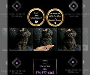 Poodle (Toy) Puppy for sale in WARSAW, IN, USA