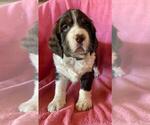 Puppy Tan Collar English Springer Spaniel