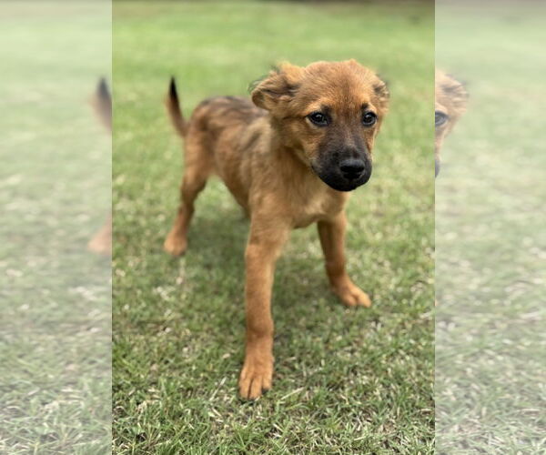 Medium Photo #2 Collie-Unknown Mix Puppy For Sale in PIPE CREEK, TX, USA