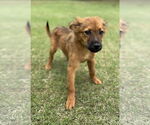 Small #1 Collie Mix