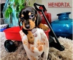 Small Photo #11 Dachshund Puppy For Sale in THORNTON, CO, USA