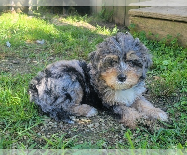 Medium Photo #1 Bernedoodle (Miniature) Puppy For Sale in LA FOLLETTE, TN, USA