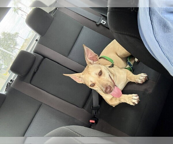 Medium Photo #18 Mutt Puppy For Sale in Sanford, FL, USA