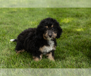 Miniature Bernedoodle-Poodle (Miniature) Mix Puppy for sale in SHIPSHEWANA, IN, USA