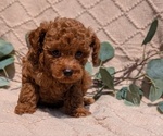 Small Photo #45 Cockapoo Puppy For Sale in GOSHEN, IN, USA
