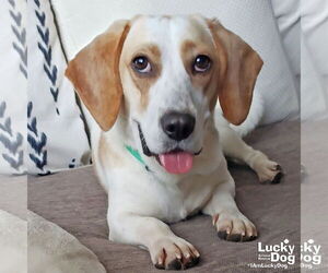 Bagle Hound Dogs for adoption in Washington, DC, USA