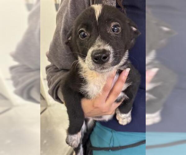 Medium Photo #1 Shepradors Puppy For Sale in Houston, TX, USA