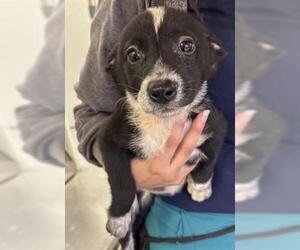 Shepradors Dogs for adoption in Houston, TX, USA