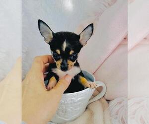 Chihuahua Puppy for sale in MIAMI, FL, USA