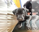 Small Photo #2 Mutt Puppy For Sale in Shillington, PA, USA