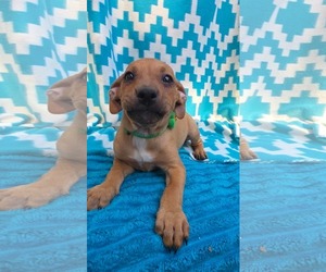 Blinky- pac man litter - Male Chihuahua-Unknown Mix Dog for Adoption - Photo #2