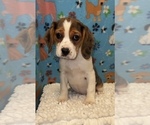 Small Photo #1 Beaglier Puppy For Sale in MARTINSVILLE, IN, USA