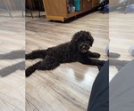 Small Photo #4 Poodle (Standard) Puppy For Sale in ASHBY, MN, USA