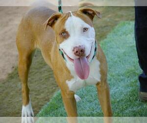 GOBIE - Male Irish Setter-Labrador Retriever Mix Dog for Adoption - Photo #2