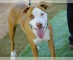 Small #1 American Staffordshire Terrier Mix