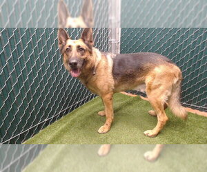 German Shepherd Dog-Unknown Mix Dogs for adoption in Downey, CA, USA