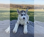 Small Photo #1 Siberian Husky Puppy For Sale in DEARBORN, MO, USA