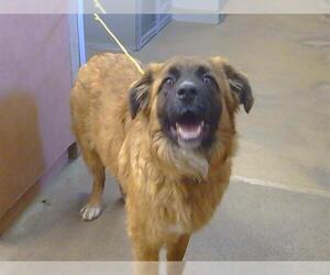 Leonberger-Unknown Mix Dogs for adoption in Sacramento, CA, USA