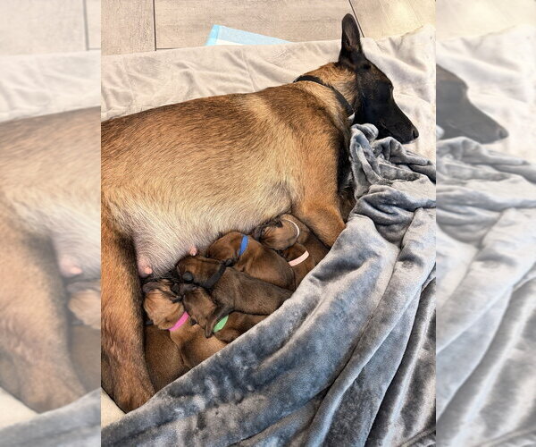 Medium Photo #1 Mutt Puppy For Sale in Imlay City, MI, USA