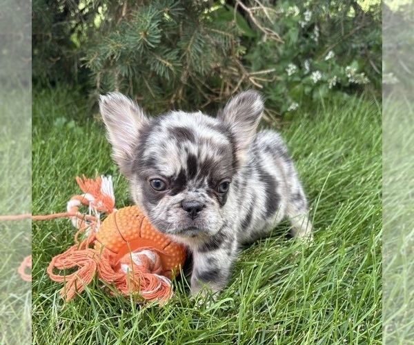 Medium Photo #5 French Bulldog Puppy For Sale in MIDDLEBURY, IN, USA