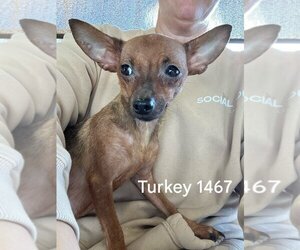 Chihuahua Dogs for adoption in Studio City, CA, USA