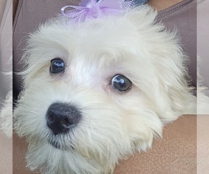 Maltipoo Puppy for sale in BIRMINGHAM, AL, USA