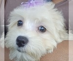 Small Maltipoo