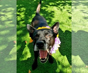 Sadie - Female Labrador Retriever-Unknown Mix Dog for Adoption - Photo #31